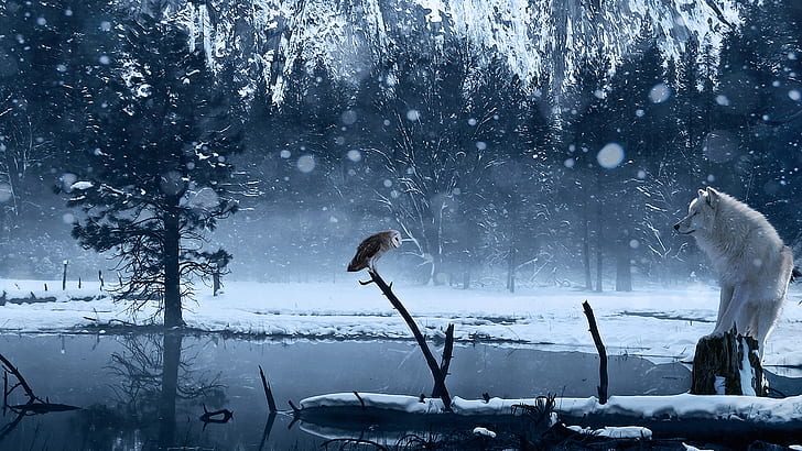 Wild Meet HD, an owl and a wolf, creative, graphics, creative and graphics, HD wallpaper