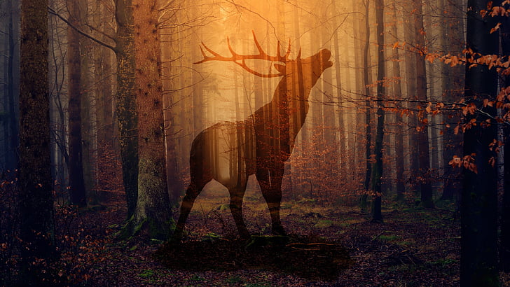 nature, forest, deer, woodland, sunlight, darkness, silhouette