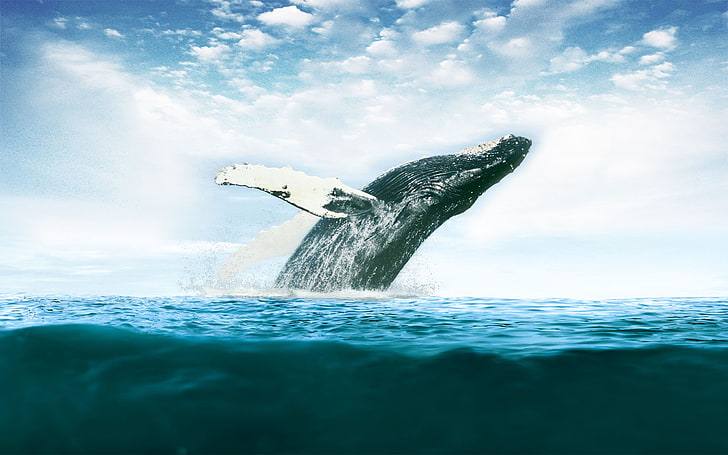gray whale, wave, squirt, the ocean, kit, sea, water, sky, cloud - sky, HD wallpaper