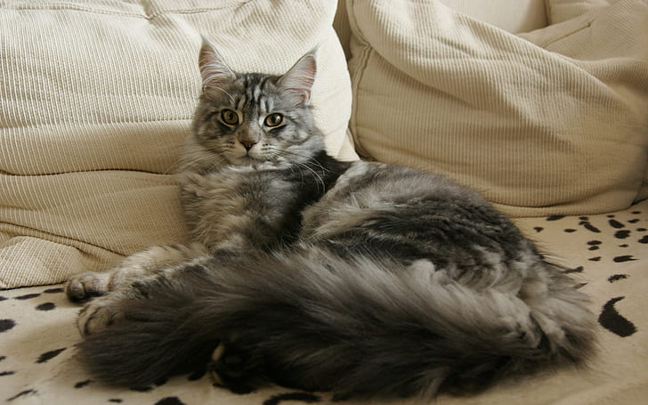 Maine Coon Cat Chilling, cute, bed
