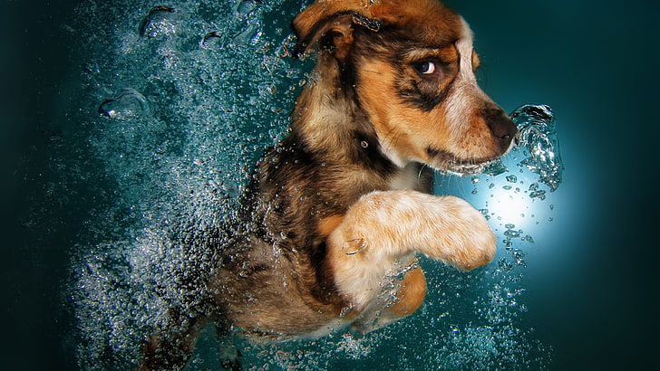 Australian shepherd puppy on body of water, Border Collie, dog