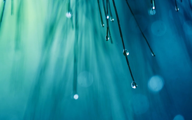 water drops, nature, macro, flowers, blue, wet, close-up, selective focus, HD wallpaper