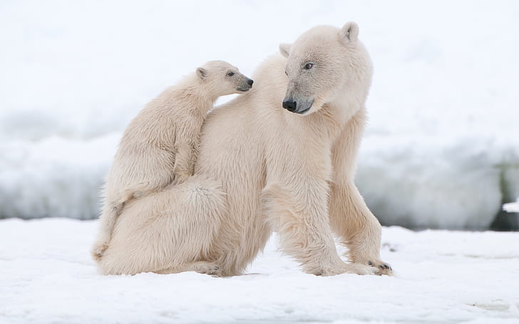 Polar bears, snow, white, HD wallpaper