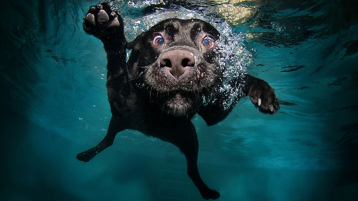 funny picture of dogs underwater chasing, mammal, one animal