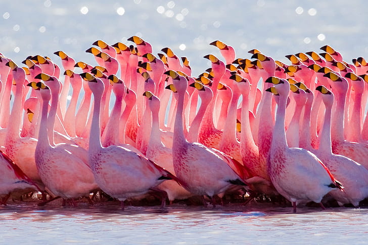 flocks of flamingo on body of water, Altiplano, Animal, Bird, HD wallpaper