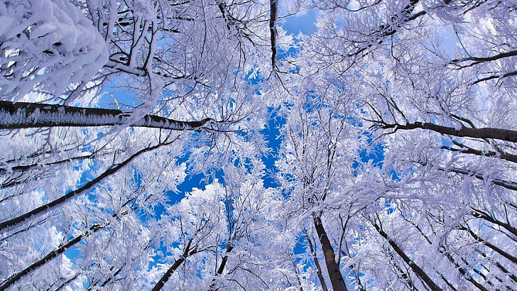 winter, forest, snow, trees, worm's eye view, plant, cold temperature, HD wallpaper