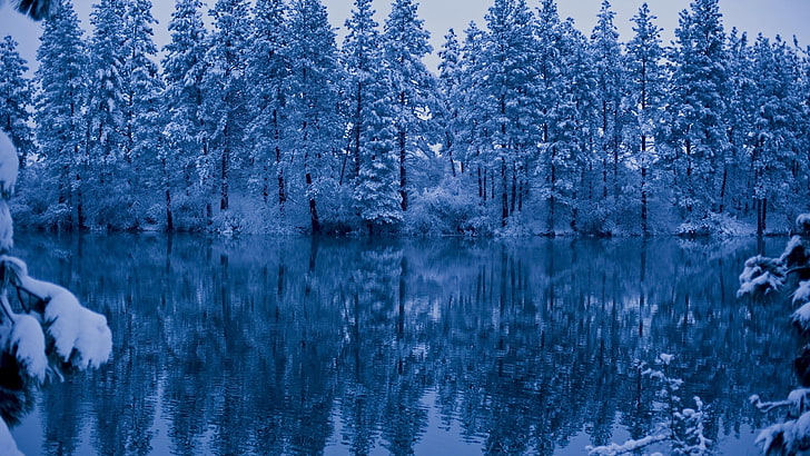green pine trees, nature, winter, water, reflection, snow, plant