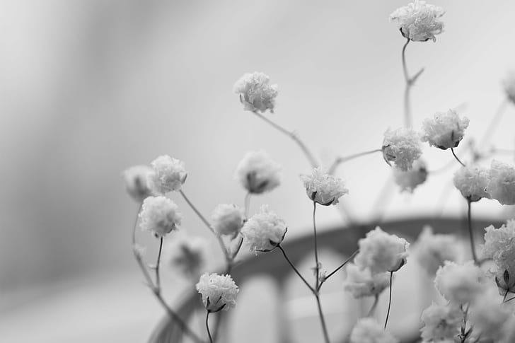 HD wallpaper: grayscale photo of baby's-breath flower, Fading, Baby's Breath  | Wallpaper Flare