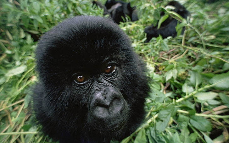 black gorilla, animals, gorillas, animal themes, one animal, primate