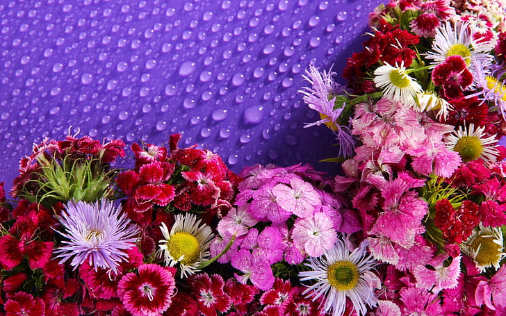 Lot of flowers, water droplets, HD wallpaper