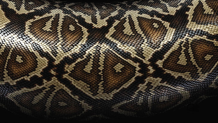 brown snakeskin textile, scales, patterns, texture, reptile, backgrounds, HD wallpaper