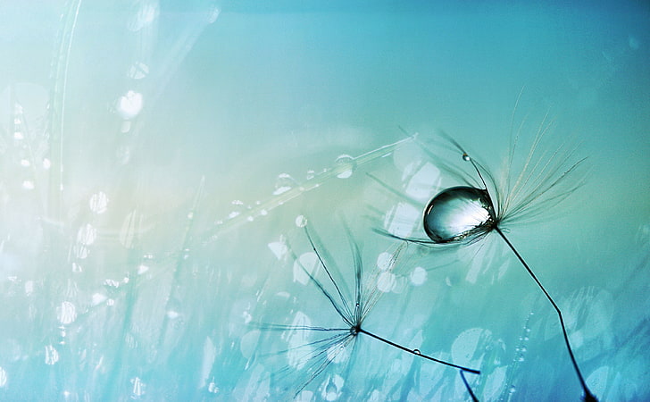 Ghosts Of Winter, dandelion and drop of water digital wallpaper