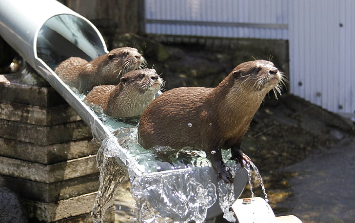 three brown otters sitting on gray metal pipe, animals, water