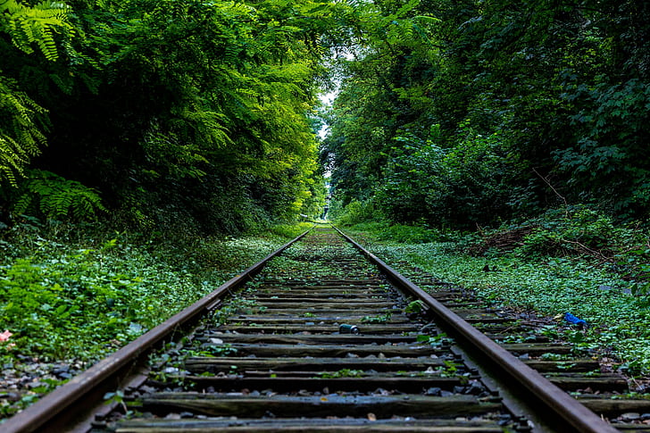 train, railway, forest