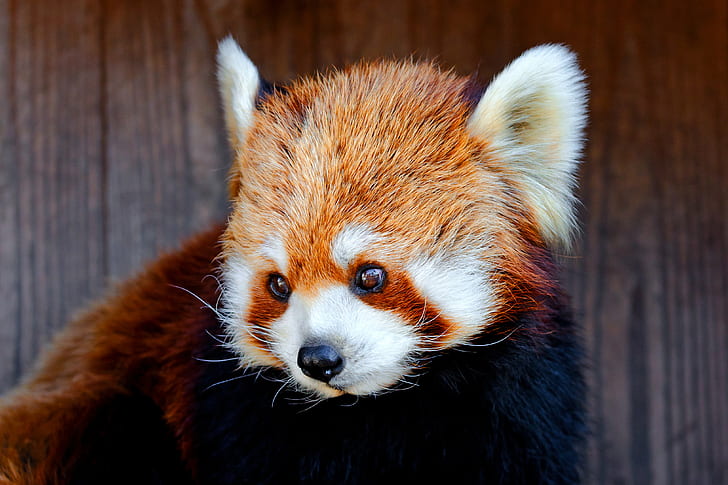 brown and white red fox, kinta, kinta, Red Panda, Nogeyama Zoo