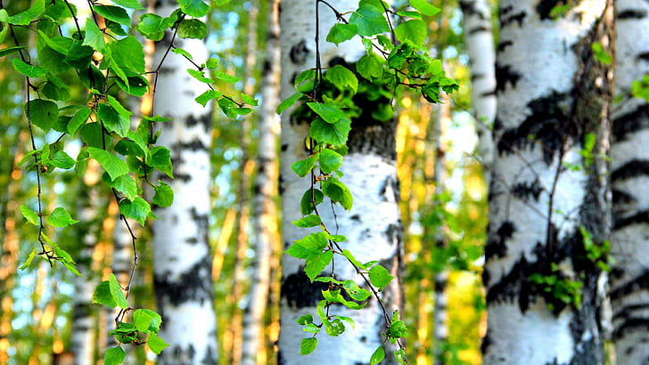 Birch forest, green leaves, nature, 3840x2160, leaf, tree, HD wallpaper