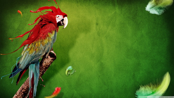 abstract, animals, birds, macaws, feathers, green background, HD wallpaper