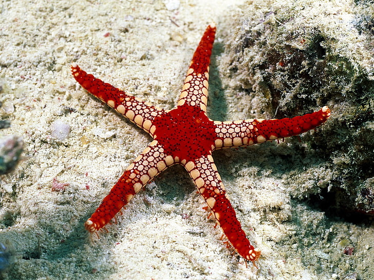 underwater, sea, starfish, animal wildlife, marine, animals in the wild