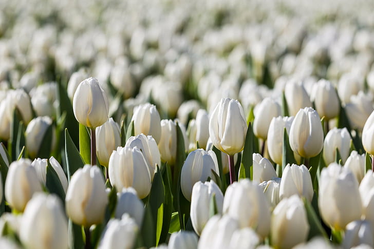 Shallow Focus Photography of white Tulip flowers, tulips, tivoli, tulips, tivoli, HD wallpaper