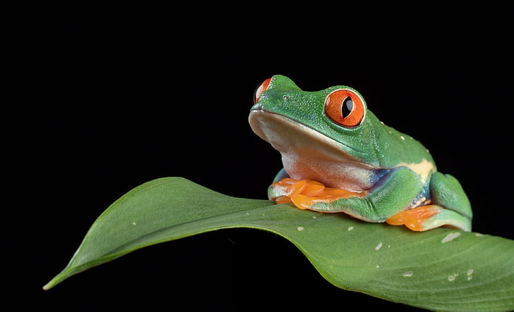 red eyed frog on leaf, leafy, resting place, Olympus, captive