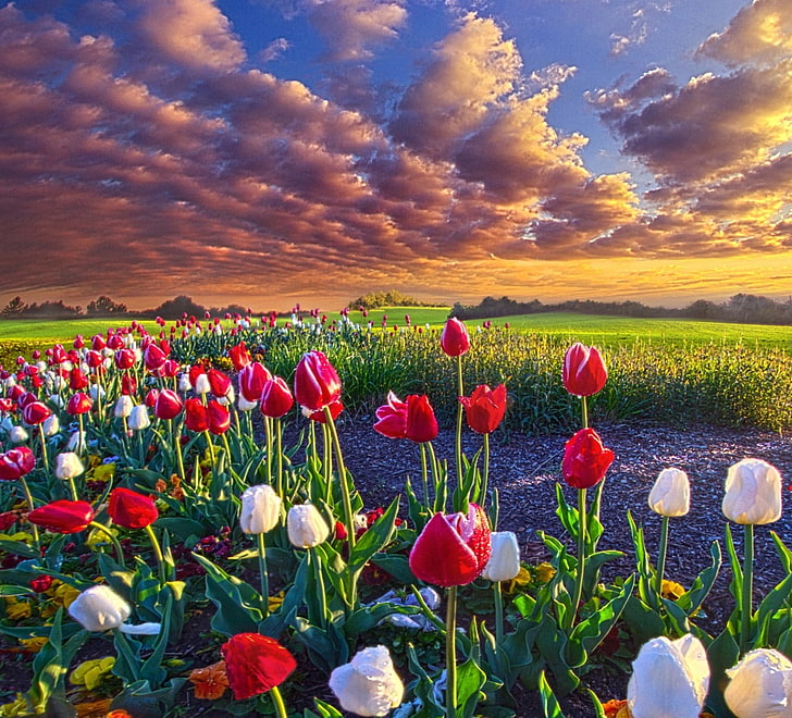 red-and-white tulip flowers, spring, tulips, field, grass, clouds