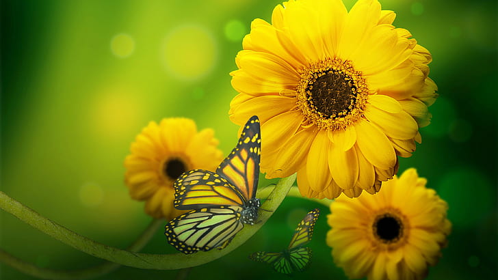 Butterfly On Yellow Flowers Hd Wallpaper Download For Mobile