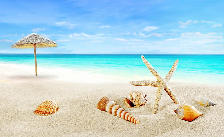 sand, sea, beach, shore, shell, summer, blue, paradise, starfish, HD wallpaper