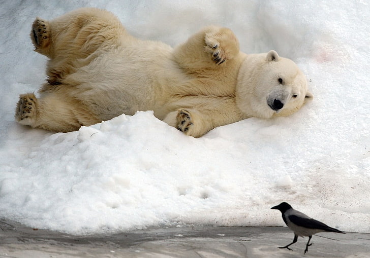polar bears, snow, animals, birds, animal themes, mammal, winter