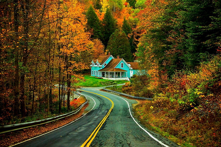 street road surrounded by trees, autumn, forest, grass, leaves