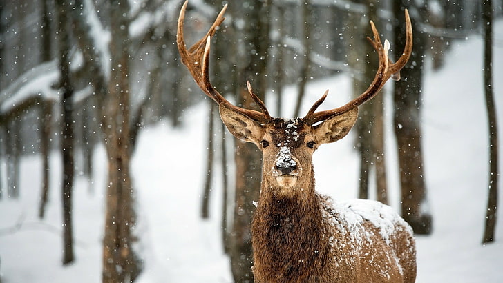 wildlife, deer, snow, forest, winter, antler, white tailed deer, HD wallpaper
