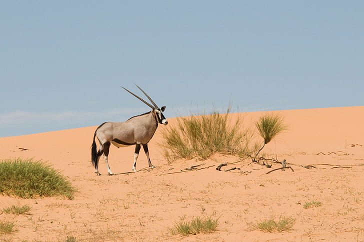 gray and black antelope on brown sand, gemsbok, gemsbok, Kalahari