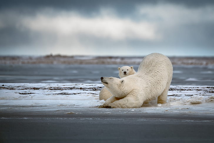 winter, snow, bears, pair, white, polar bear, cub, mom, two