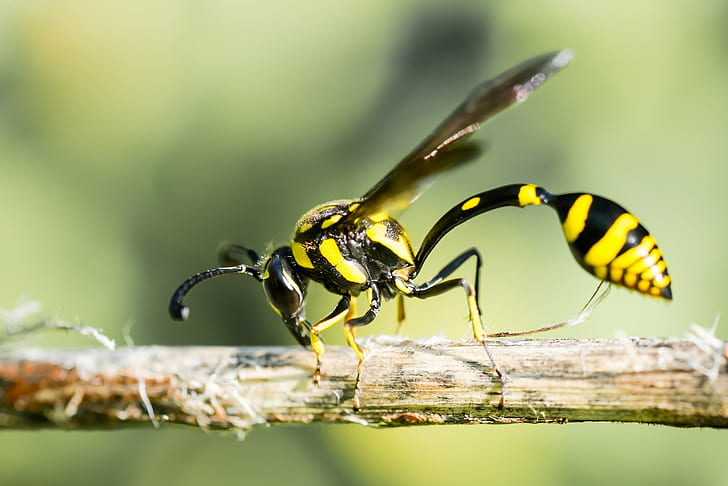 yellow and black Wasp on brown branch, potter, erawan national park, potter, wasp, erawan national park