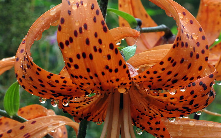 Tiger Lilly, black-and-orange flower, spotted, lillies, flowers, HD wallpaper