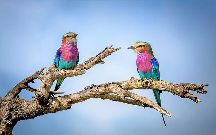 Birds, Lilac-Breasted Roller, Animal, Branch, Colorful, Colors, HD wallpaper
