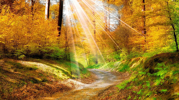 forest, stromy, yellow forest, sunray, autumn, leaves, path
