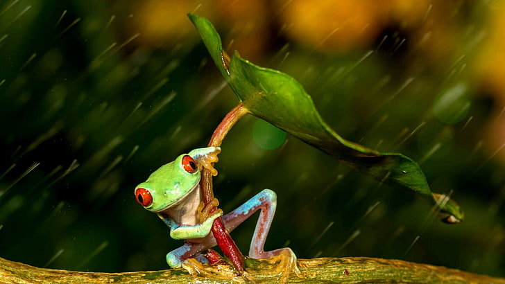animals, frog, drops, rain drops, rainy day, raining, leaf, HD wallpaper