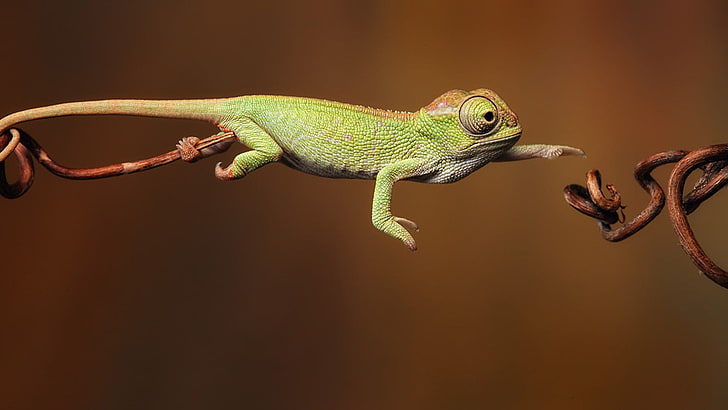 green and brown chameleon, chameleons, jumping, reptiles, animals, HD wallpaper