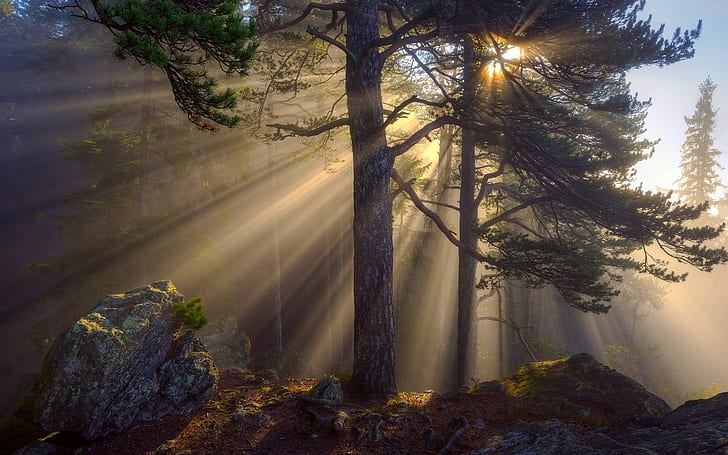 Morning forest, sun rays, trees, rocks