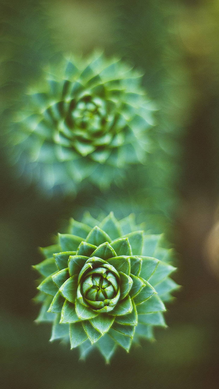 vertical, portrait display, plant, growth, close-up, freshness