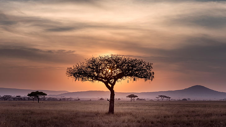 lonely tree, lone tree, field, sky, savanna, cloud, dawn, grassland, HD wallpaper