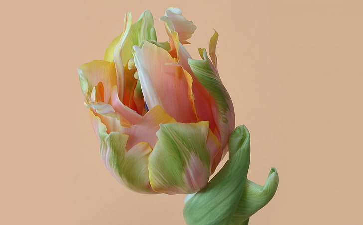 Parrot Tulip, white, pink, and green petaled flower, Nature, Flowers