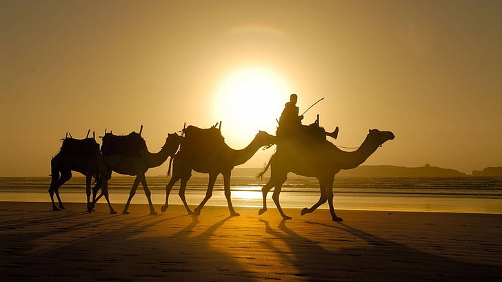 silhouette of four camels photo, sunlight, shadow, desert, animals, HD wallpaper