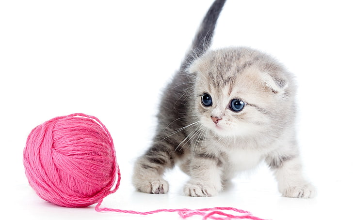 kitten ball thread-Animal Photo Wallpaper, pink yarn ball, domestic cat, HD wallpaper