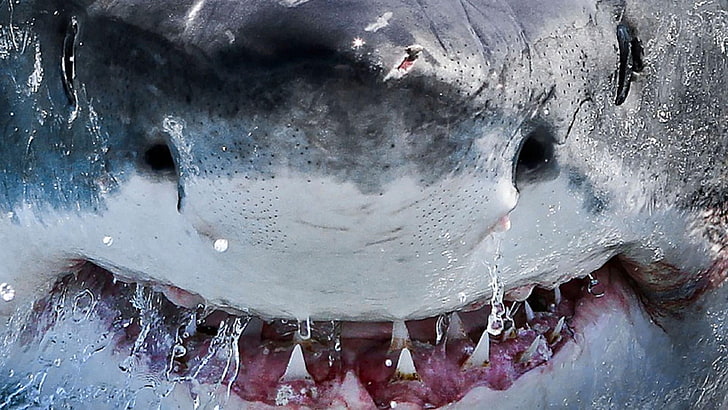 shark, mouth, shark tooth, teeth, animals, water, close-up, HD wallpaper