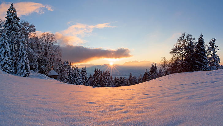 Winter, snow, sun, light, forest, trees, sunset