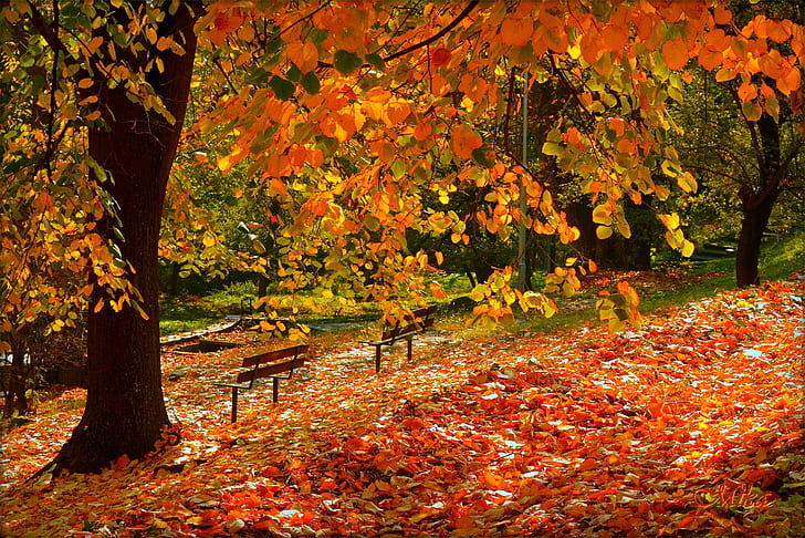 Autumn, Fall, Foliage, Falling leaves, HD wallpaper