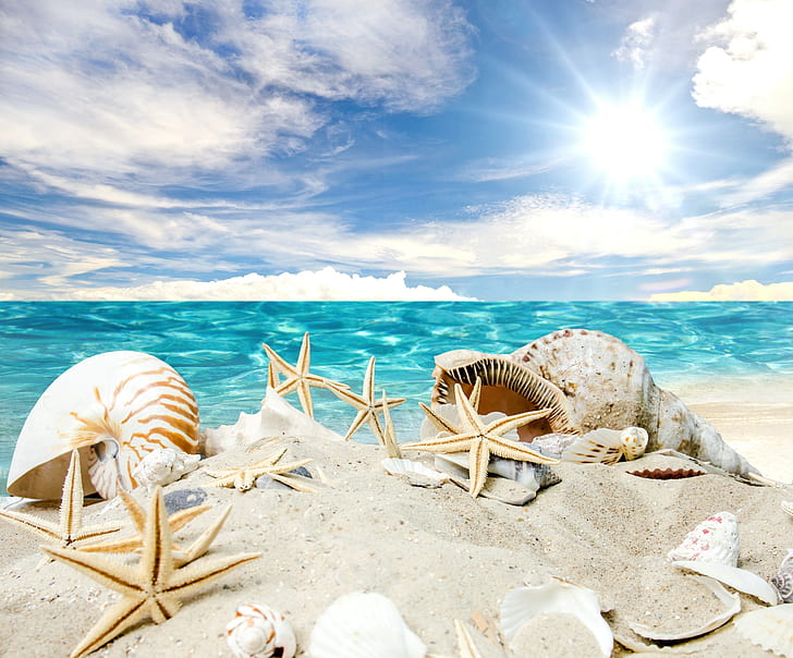 Seashells on beach, white and brown star fish with conch shell illustration