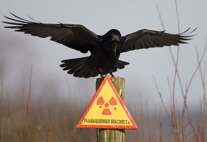 crow, plate, Chernobyl, Raven, radiation hazard, column, bird, HD wallpaper