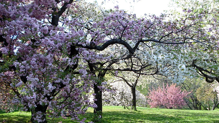 purple floweering tree, trees, color, spring, garden, pink, springtime, HD wallpaper